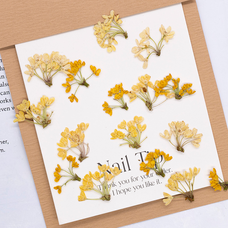 24pcs,Natural Real Pressed Flo - Dried Flower Bookmark recension och pris