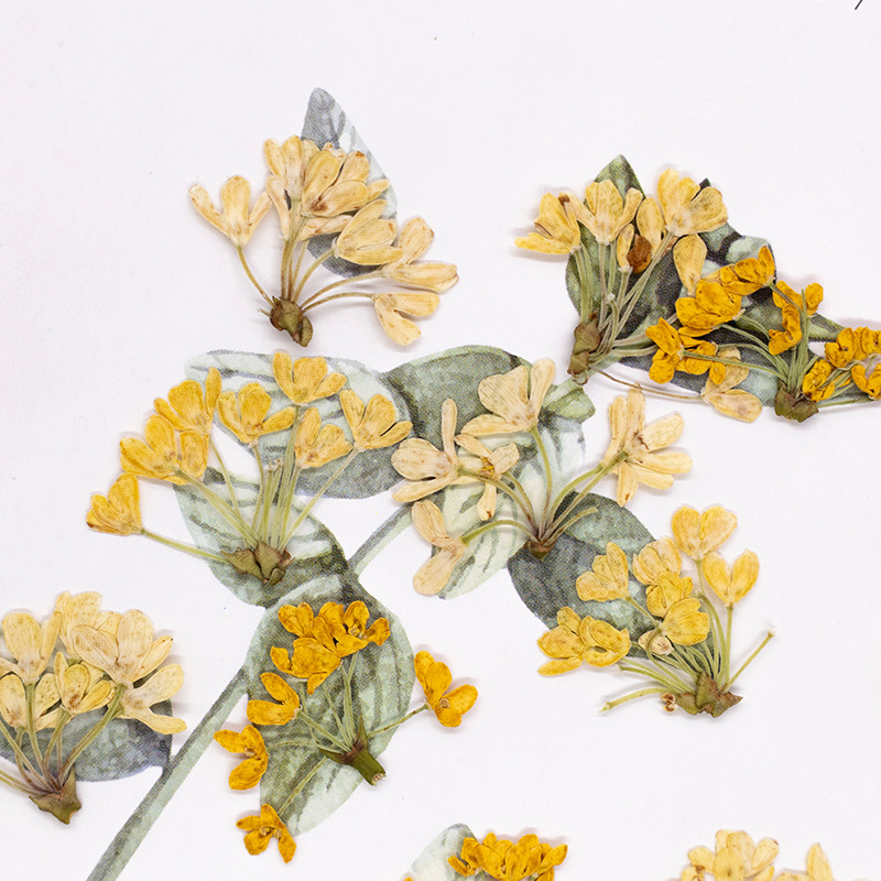 24pcs,Natural Real Pressed Flo - Dried Flower Bookmark recension och pris